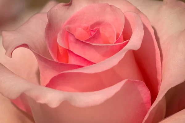 Close Pink Rose Flower — Stock Photo, Image