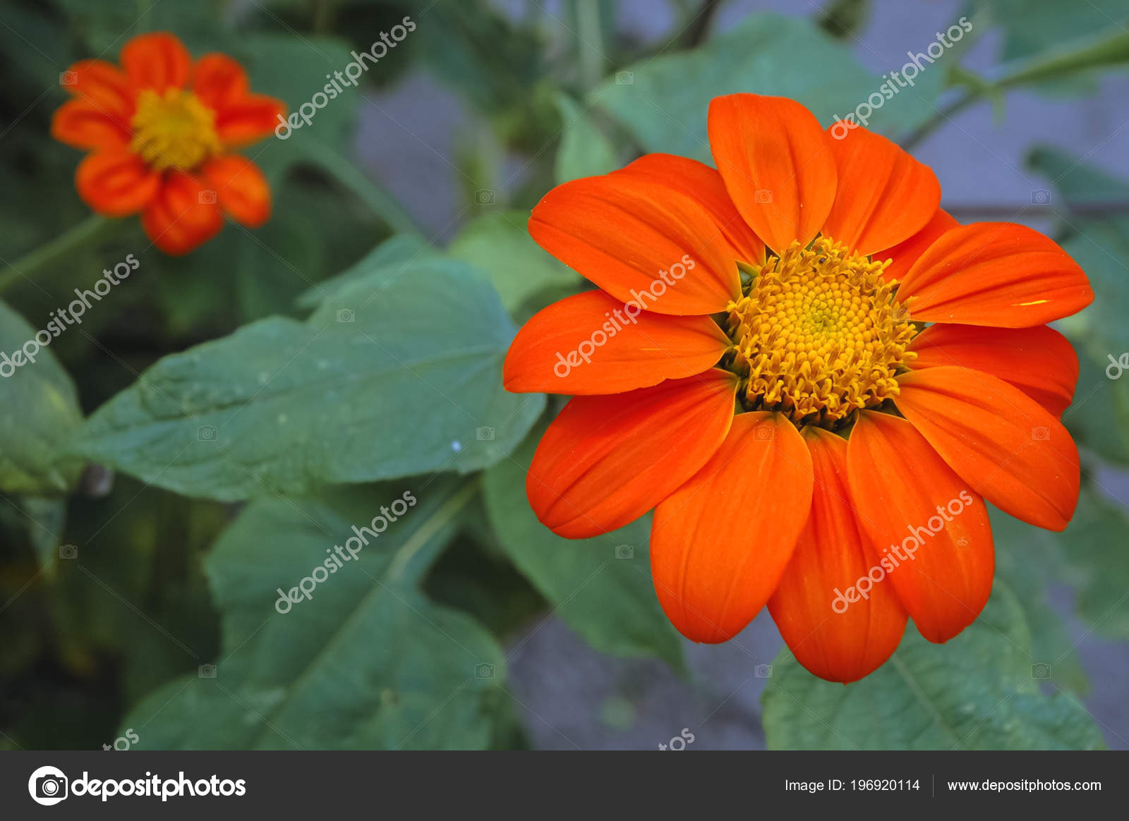 Details Tithonia Rotundifolia Flower Garden Commonly Known Red Mexican Sunflower Stock Photo C Fotokon 196920114