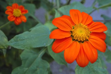 Details of Tithonia rotundifolia flower in the garden commonly known as Red or Mexican sunflower clipart