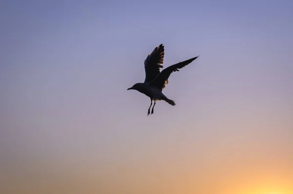 Gaviota Volando Sobre Mar Báltico Swinoujscie Polonia — Foto de Stock