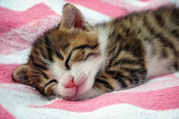 小猫睡在白色和粉红色的毯子上 — 图库照片