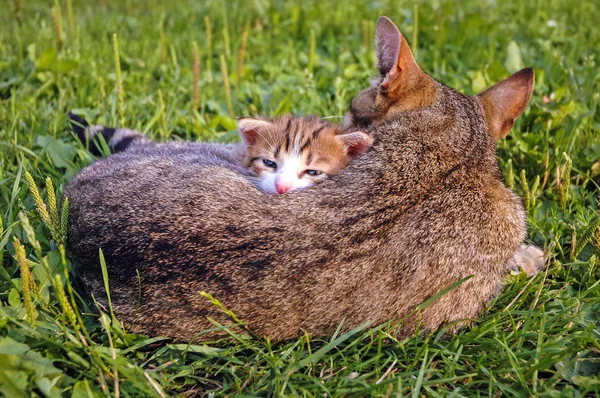 Мать Одним Котенком Зеленой Траве — стоковое фото