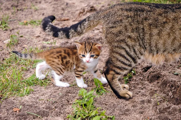 Küçük Yavru Kedi Annesiyle Birlikte Yürür — Stok fotoğraf