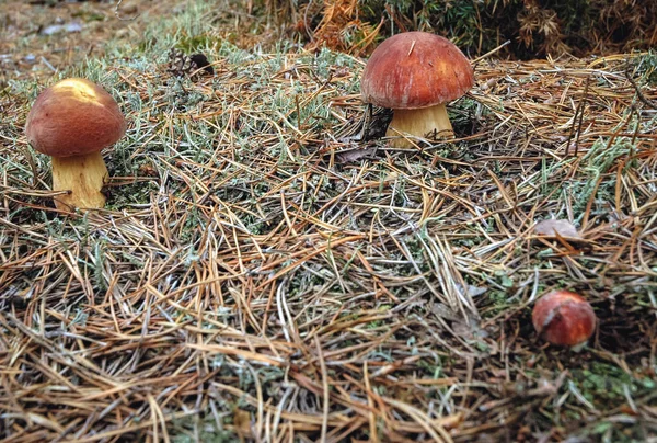 Feche Pequeno Cogumelo Boletus Floresta Voivodia Masoviana Polônia — Fotografia de Stock