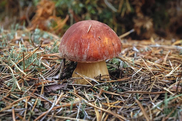 Feche Pequeno Cogumelo Boletus Floresta Voivodia Masoviana Polônia — Fotografia de Stock