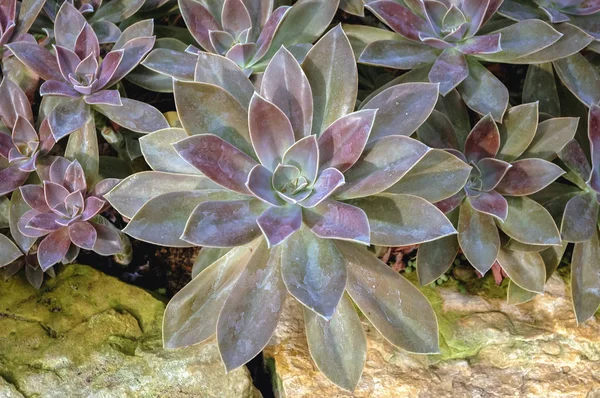 Close Uma Das Espécies Planta Echeveria — Fotografia de Stock