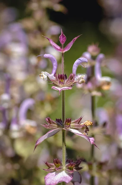 Close Een Salvia Sclarea Scharlei Genoemd — Stockfoto