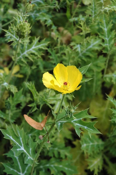 Gros Plan Sur Une Argemone Mexicana Jaune Communément Appelée Coquelicot — Photo