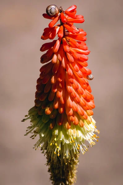 Egy Kniphofia Uraria Virágos Növény Család Asphodelaceae Gyakran Nevezik Tritomea — Stock Fotó