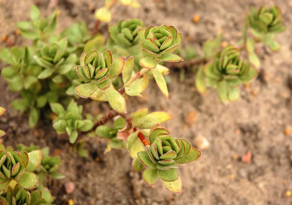 Крупным Планом Суккулентном Растении Crassula Dejecta Обычно Называемом Doily Crassula — стоковое фото