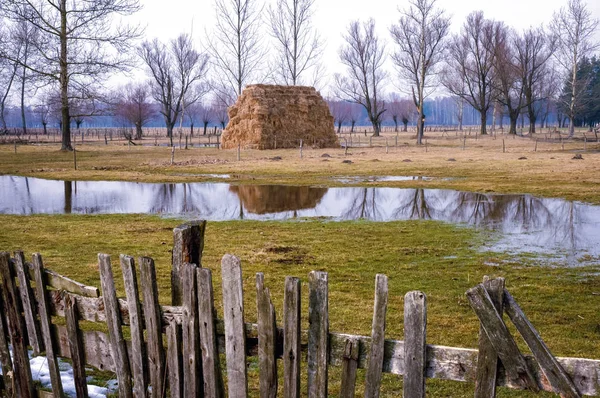 Tas Balles Paille Sur Une Prairie Inondée Pendant Fonte Des — Photo