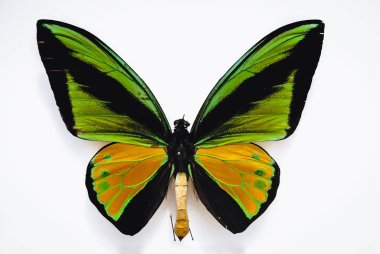 Close up on a Goliath birdwing butterfly isolated on white background clipart