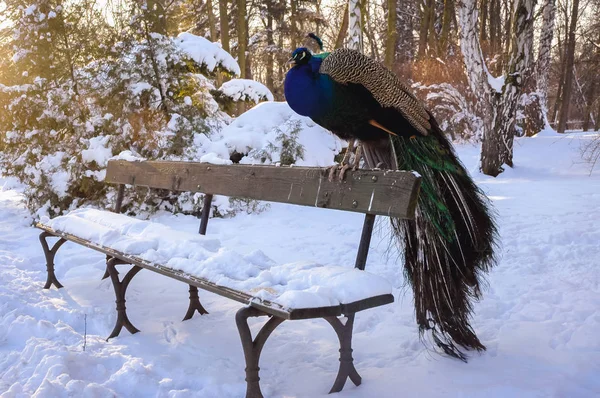 Royal Banyoları Park Peacock Polonya Varşova Şehir Merkezinde Büyük Park — Stok fotoğraf