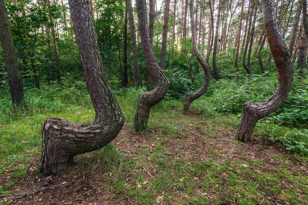 Crooked Forest Famosa Atração Turística Aldeia Nowe Czarnowo Polônia — Fotografia de Stock