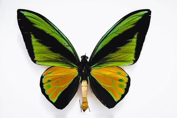 Close Goliath Birdwing Butterfly Isolated White Background — Stock Photo, Image