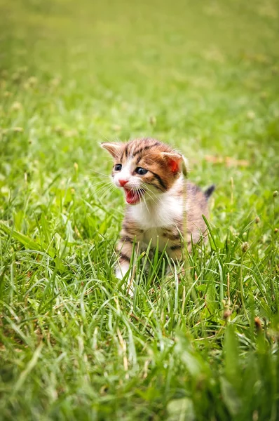 Küçük Kedi Yeşil Çimenlerin Üzerinde Yürüyüş — Stok fotoğraf