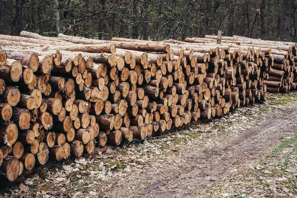 Çam Ağacı Polonya Varşova Yakınlarında Kampinos Ormandaki Günlüğe Kaydeder — Stok fotoğraf