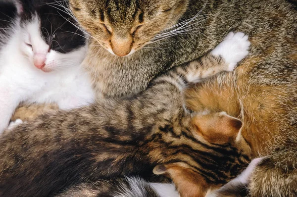 Крупный План Матери Кошки Котятами — стоковое фото