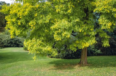Robinia pseudoacacia tree, variety called Frisia Golden in Swiss Garden in Old Warden Park, Bedfordshire, England clipart