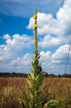 mullein plant on a meadow in Masovian Voivodeship of Poland clipart