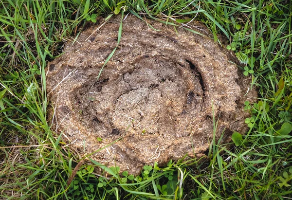 Excréments Vaches Sur Une Prairie Verte Pologne — Photo