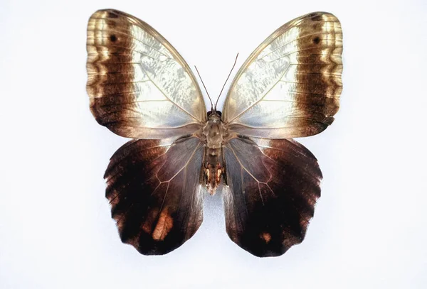 Close Caligo Memnon Coruja Gigante Borboleta Isolada Fundo Branco — Fotografia de Stock