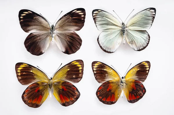 Cerca Delias Caeneus Mariposas Aisladas Sobre Fondo Blanco —  Fotos de Stock