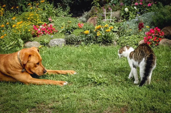 Genç Köpek Kedi Bahçede Oynamak Çalışır — Stok fotoğraf