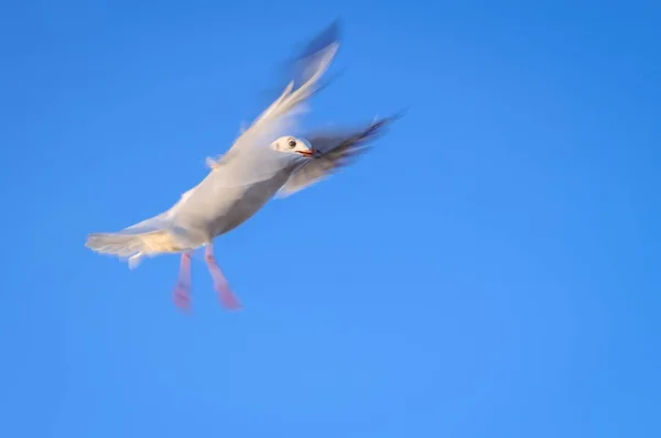 Sea Gull Летить Над Batlic Морем Напрямку Свіноуйсьце Польща — стокове фото