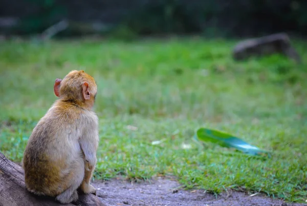Macaco Macaco Bárbaro Também Chamado Macaco Bárbaro Magot — Fotografia de Stock