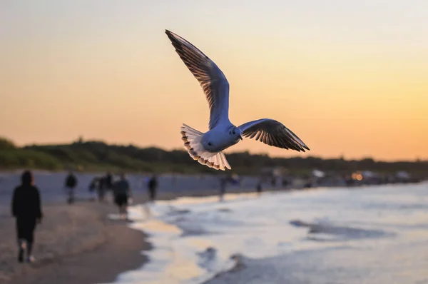 Swinoujscie 波罗的海海滩上空的海鸥 — 图库照片