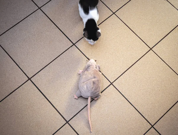 Cat playing with plush mouse toy on a floor