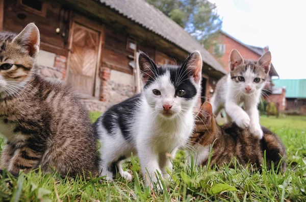 Group of young cats on a farmyard in Masovian Voivodeship of Poland