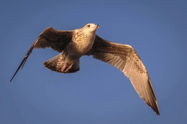 Sea Gull Flying Batlic Sea Swinoujscie Poland — Stock Photo, Image