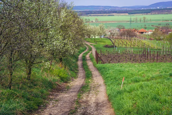 Route Campagne Sidleny Caves Vin Près Petite Ville Milotice République — Photo