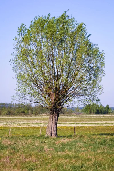 Einzelner Weidenbaum Auf Einer Wiese Der Masowischen Woiwodschaft Polen — Stockfoto
