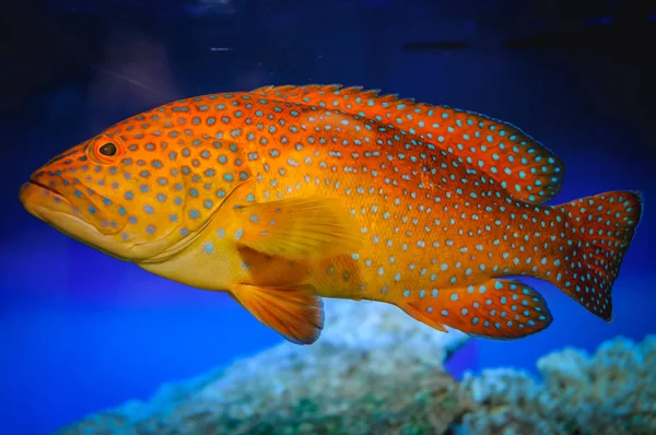 Exotic fish swimming in a large fish tank