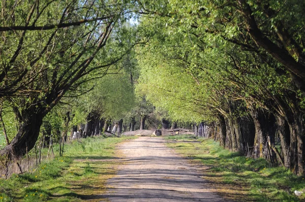 Route Campagne Entre Les Arbres Dans Voïvodie Masovie Pologne — Photo