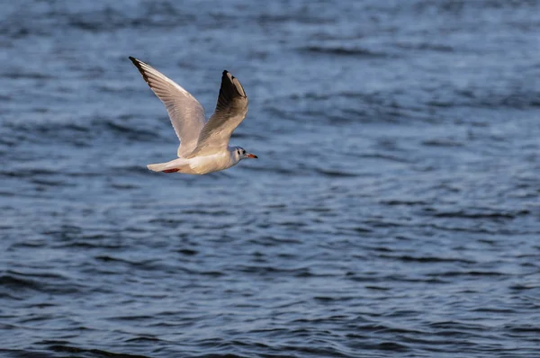 Seagull Fly Baltic Sea Beach Swinoujscie Poland — Stock Photo, Image