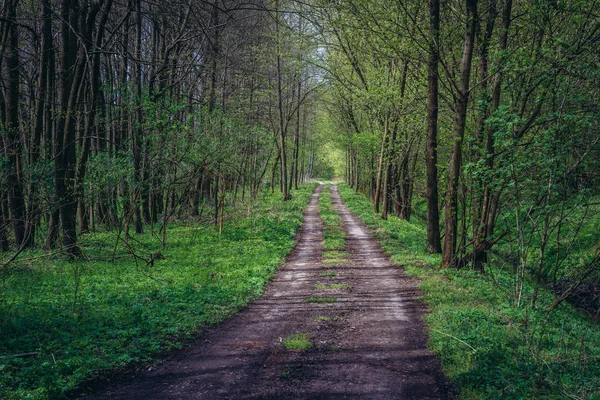 Drum Pădure Lângă Dubnany Mic Oraș Din Regiunea Moravia Republica — Fotografie, imagine de stoc