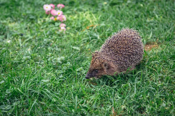 Small Hedgehog Walks Green Grass Poland — Stock Photo, Image