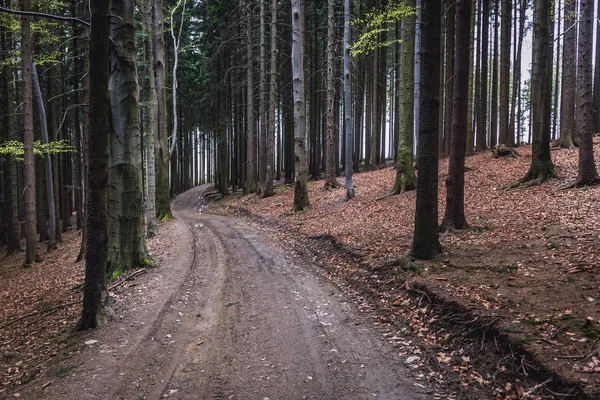 Route Forestière Sur Mont Cab Dans Quartier Touristique Beskids Morave — Photo