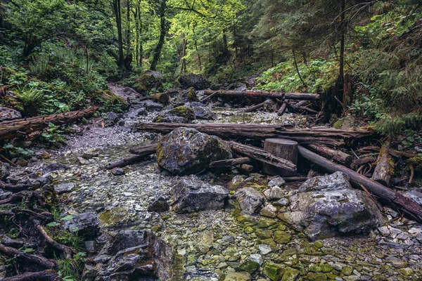 Sendero Llamado Sucha Bela Slovak Paradise Eslovaquia — Foto de Stock