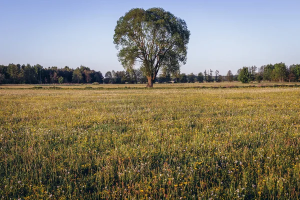 Solo Árbol Pastizal Voivodato Masoviano Polonia — Foto de Stock