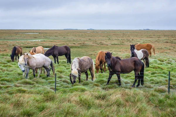 Rebanho Cavalos Pasto Perto Eyrarbakki Pequena Aldeia Islândia — Fotografia de Stock