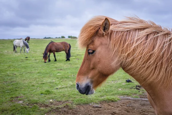 Rebanho Cavalos Islandeses Num Pasto Sul Islândia — Fotografia de Stock