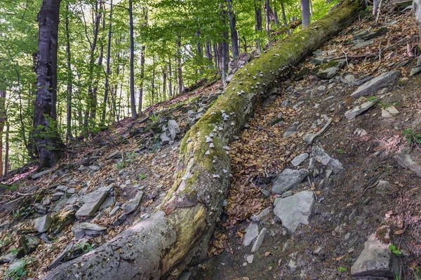 Erdő Tarnica Hegyen Wolsate Falu Közelében Bieszczady Nemzeti Parkban Kárpátaljai — Stock Fotó