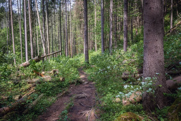 Chemin Touristique Vers Plateau Rocheux Connu Sous Nom Tomasovsky Vyhlad — Photo