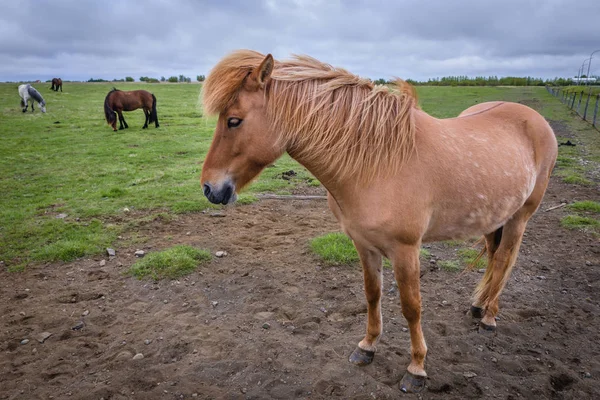 Stado Islandzki Koni Pastwiskach Południu Islandii — Zdjęcie stockowe