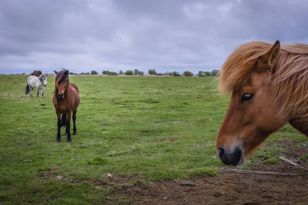 Stádo Islandských Koní Pastvinách Jihu Islandu — Stock fotografie